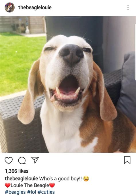 Louie The Beagle Saving The Beagle Universe Givewp