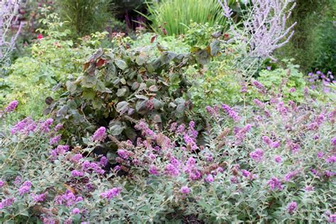 While no plant is entirely deer proof the following collection of plants offer varying levels of resistance. VW Garden: Deer Resistant Shrubs for Spokane - Zone 5