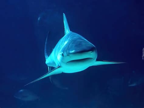 Rekin Głębia