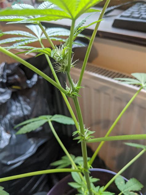first time grow is this male or female cannabiscultivation