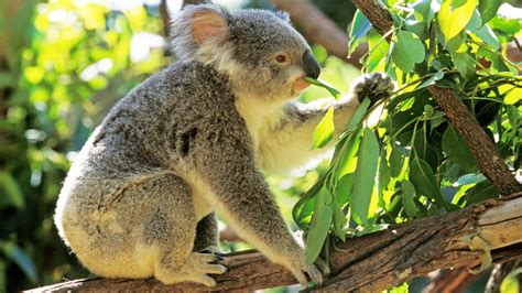 The Gross Thing Baby Koalas Do Thats Actually Essential To Their