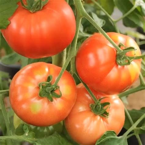 Beefsteak Tomato Plant Care
