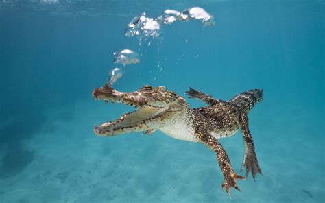 Crocodile Swimming Underwater Hd Animals Wallpapers