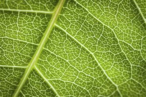 Maybe you would like to learn more about one of these? How Does Cytokinesis Differ in Plants & Animals? | Hunker