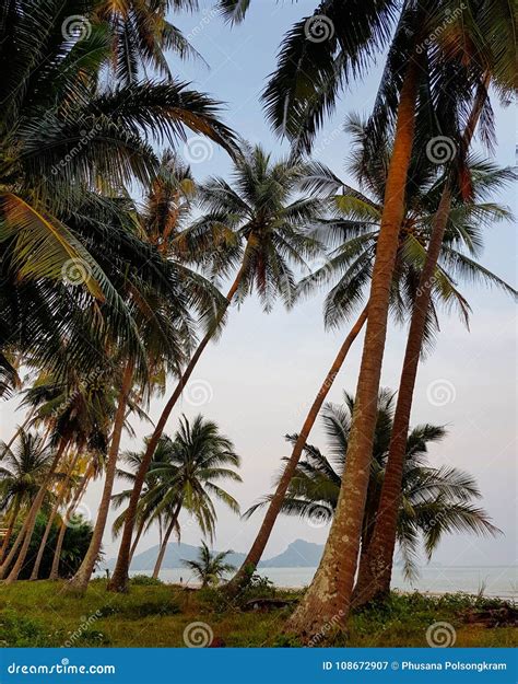 The Coconut Trees Are At The Seashore Stock Image Image Of Outdoor