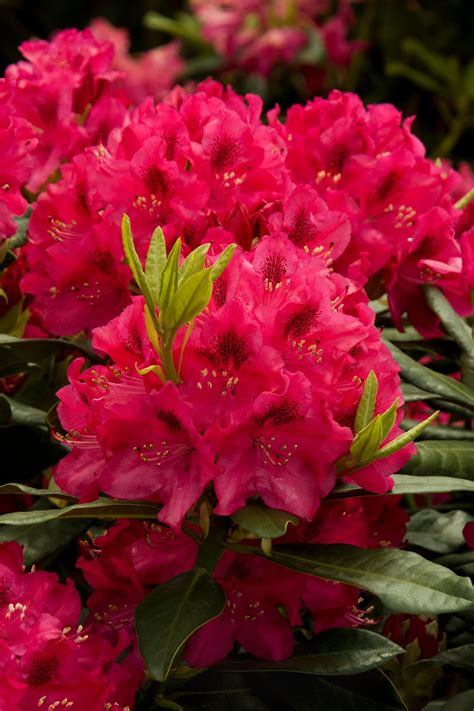 Rhododendron How To Plant And Grow Rhododendron Bush Hgtv