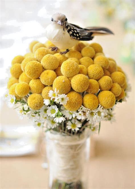 A member of the protea family, grevillea is sensitive to high levels of phosphorus in the soil. Yellow Billy Buttons 100 seeds Craspedia Globosa Flower | Etsy