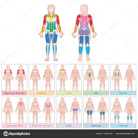 Grupos Musculares Gráfico De Color Del Cuerpo Femenino Vector Gráfico