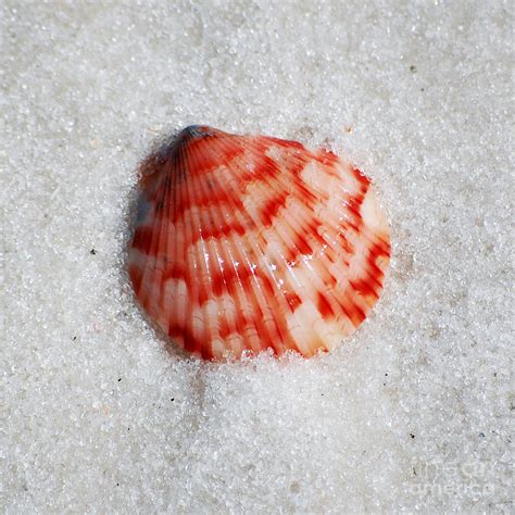 Vibrant Red Ribbed Sea Shell In Fine Wet Sand Macro Square Format