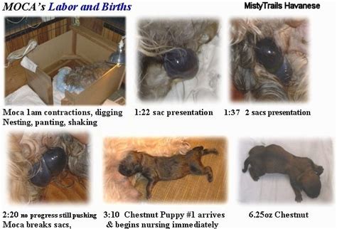 Whelping And Raising Puppies Dam At 62 Days Puppies