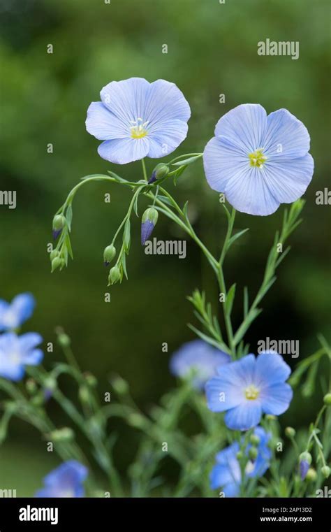 Blue Flax Perennial Flax Linum Perenne Flowering Stock Photo Alamy