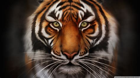 Save The Tiger Hd Desktop Wallpaper Widescreen High Definition