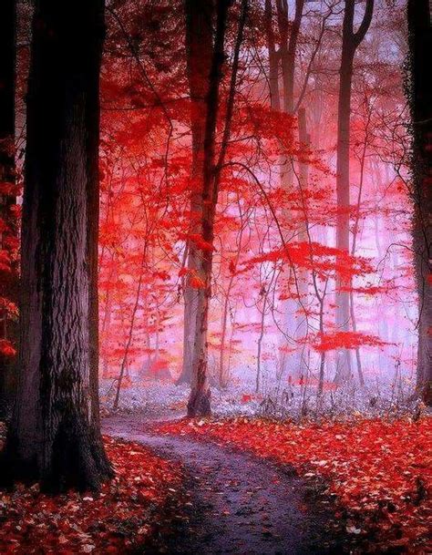 Pin By Reese Appel On Trees Beautiful Nature Red Forest Nature