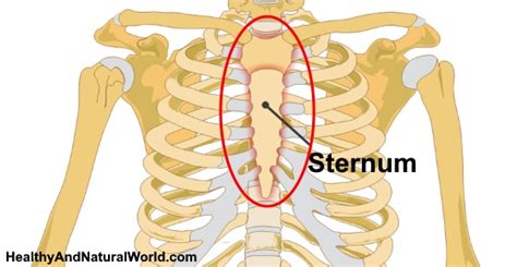 Sternum Pain Breastbone Pain Causes Symptoms And Treatments