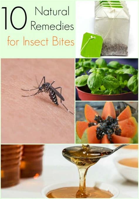 Natural Remedies For Insect Bites To Help Soothe The Sting