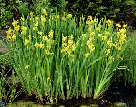 Iris Pseudacorus 3 To 5 Feet Pond Plants Bog Plants Plants
