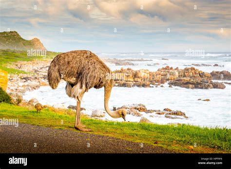 Female Ostrich Struthio Camelus And Chick Grazing By The Road At The