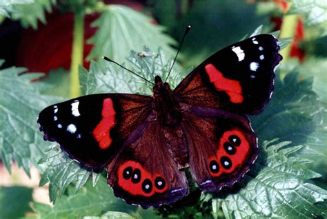 Red Admiral Bassaris Gonerilla Kahukura Monarch Butterfly New