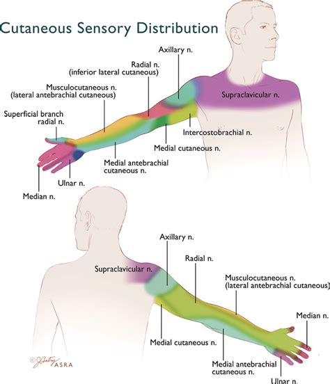 Cutaneous Sensory Distribution Of The Upper Extremity Terminal Nerves