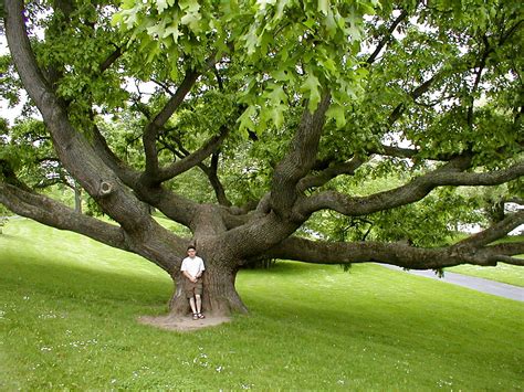 A Big Oak Tree In The Park Rochester New York Maria Haanpää Flickr