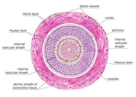 Transverse Section Of Hair Follicle Photograph By Asklepios Medical