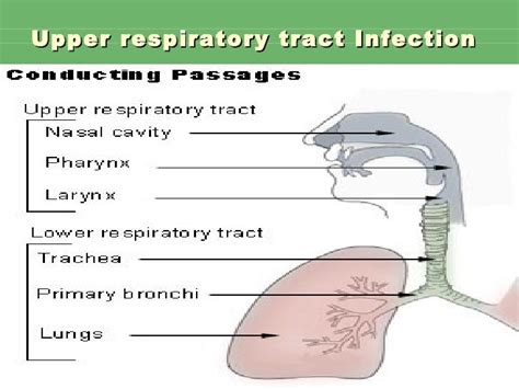 Upper Respiratory Tract Infection Slideshare Upper Respiratory Tract