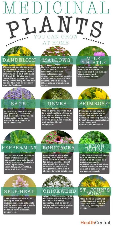 Best Medicinal Herbs To Grow At Home Studypk