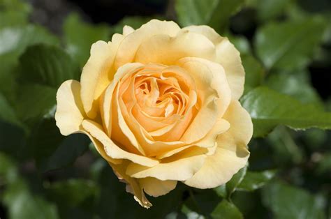 Yellow roses are a lovely and unusual flower to receive and. Symbolic Meaning of the Truly Spectacular Yellow Roses ...
