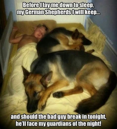 And most cats did not seem to take issue with him either. Pin by The German Shepherd on Favorite sayings | German ...