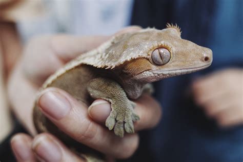 How To Care For Your Crested Gecko Allans Pet Center