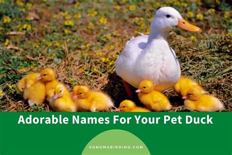300 Adorable Names For Your Pet Duck Sonoma Birding