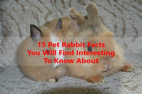 15 Pet Rabbit Facts You Will Find Interesting To Know About