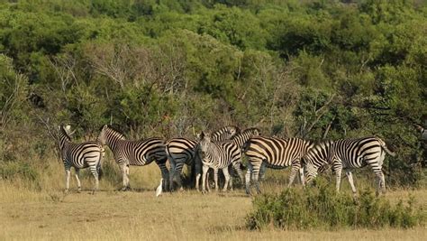 The plains zebra (equus quagga), also known as the common zebra, is the most abundant of three species of zebra, inhabiting the grasslands of eastern and southern africa. Alert Plains (Burchells) Zebras (Equus Burchelli) In Natural Habitat, South Africa Stock Footage ...