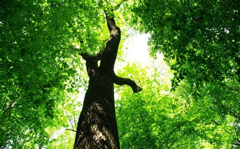 Imagini De Fundal Lumina Soarelui Copaci Natură Ramură Verde