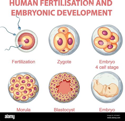 Fertilización Humana Y Desarrollo Embrionario En Ilustración