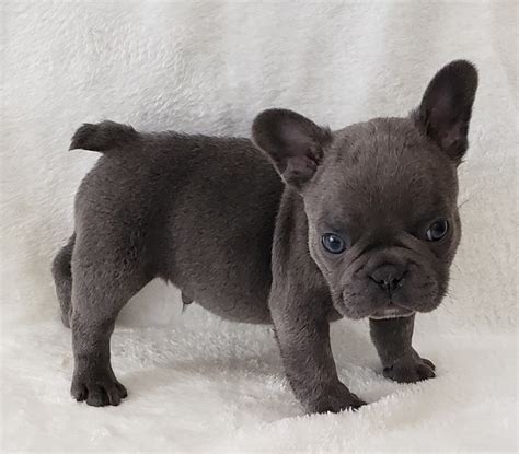 French Bulldog Puppies For Sale Miami Fl 309081