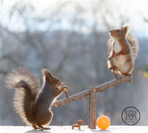 Photographer Follows Squirrels Daily For 6 Years And Here Are 50 Of
