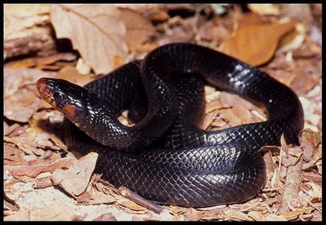 You can use this method to catch. Non-Poisonous Snakes of Florida - Phillip's Natural World