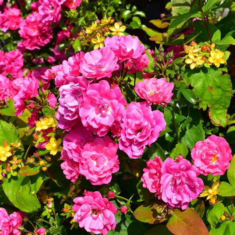 Pink Flower Carpet Procumbent Rose Harrod Horticultural