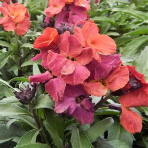Check spelling or type a new query. Erysimum Archives | Page 2 of 2 | Proctors Nursery