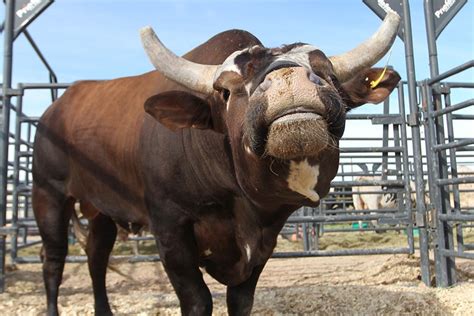 In the bull pen: The lighter side of the PBR bulls