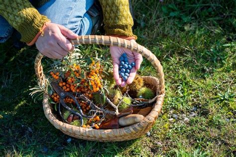 Foraging For Edible Herbs As Our Ancestors Did Is Not Just An