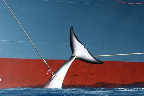 The Japanese Barely Eat Whale So Why Do They Keep Whaling Wired