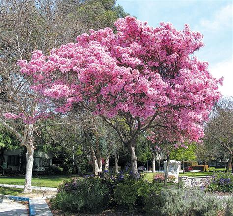 Pacific Horticulture Striving For Diversity The Trumpet Trees