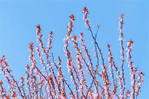 Spring Background Flowering Trees Pink Sakura Flowers In Sunny