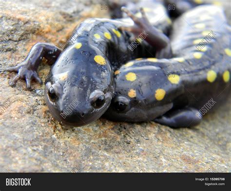 Spotted Salamanders Image Photo Free Trial Bigstock