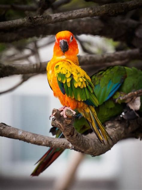 Perched Cute Colorful Parrot Free Image Download