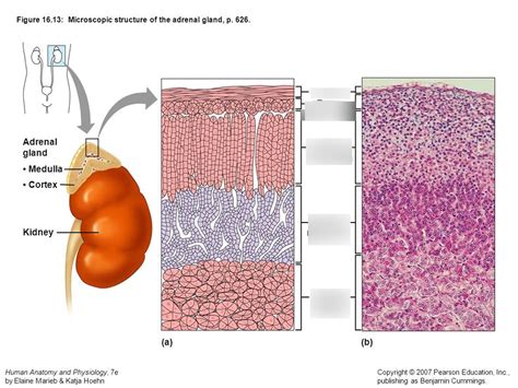 Adrenal Gland Diagram Quizlet