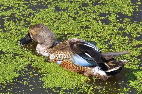 African Duck South Africa Steve Lamb Flickr