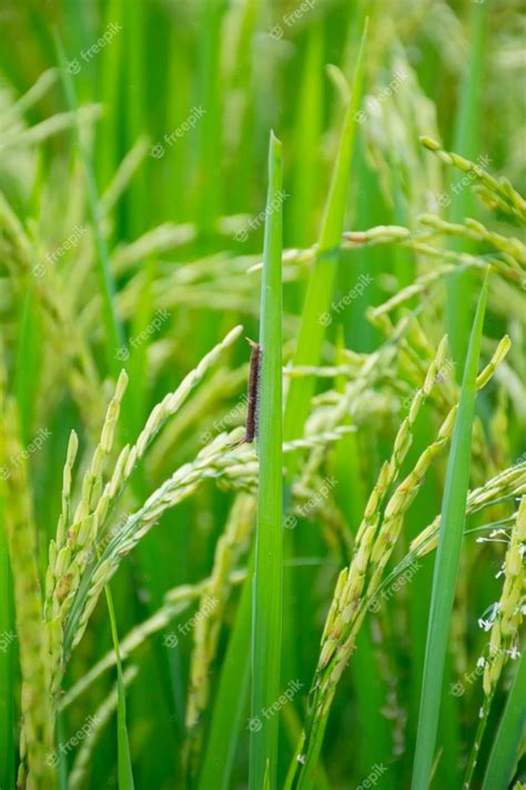 Premium Photo Worms That Feed On Rice Plants